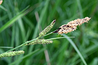 Carex acutiformis
